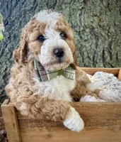 Pink , a female Miniature Bernedoodle for sale in Parma, MI – 2 of 4