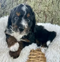 Red, a male Miniature Bernedoodle for sale in Parma, MI – 2 of 5