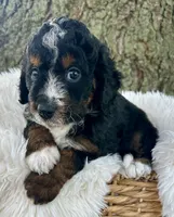 Red, a male Miniature Bernedoodle for sale in Parma, MI – 5 of 5