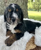 Red, a male Miniature Bernedoodle for sale in Parma, MI – 3 of 5