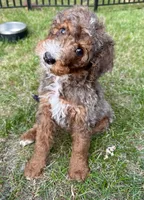 Dani , a female Miniature Bernedoodle for sale in Parma, MI – 1 of 1