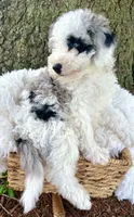 Blue , a female Miniature Bernedoodle for sale in Parma, MI – 3 of 6
