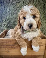 Pink , a female Miniature Bernedoodle for sale in Parma, MI – 1 of 4