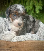 Blue , a male Miniature Bernedoodle for sale in Parma, MI – 2 of 4