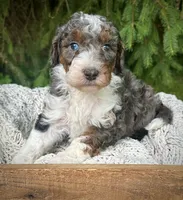 Blue , a male Miniature Bernedoodle for sale in Parma, MI – 4 of 4