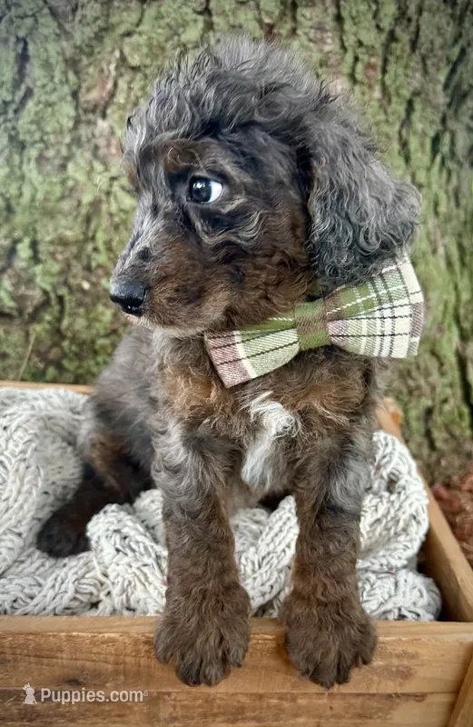 Blue – Miniature Bernedoodle puppy for sale in Parma, MI