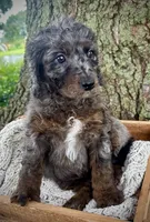 Blue, a female Miniature Bernedoodle for sale in Parma, MI – 3 of 3
