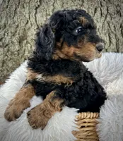 Pink , a female Miniature Bernedoodle for sale in Parma, MI – 4 of 4