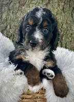 Red, a male Miniature Bernedoodle for sale in Parma, MI – 1 of 5