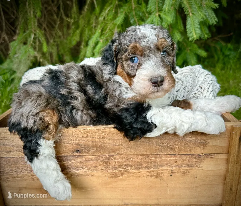 Blue  – Miniature Bernedoodle puppy for sale in Parma, MI