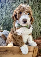 Cooper Stud, a male Miniature Bernedoodle for sale in Parma, MI – 3 of 6