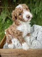 Red, a male Miniature Bernedoodle for sale in Parma, MI – 4 of 4