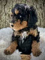 Red, a male Miniature Bernedoodle for sale in Parma, MI – 4 of 4