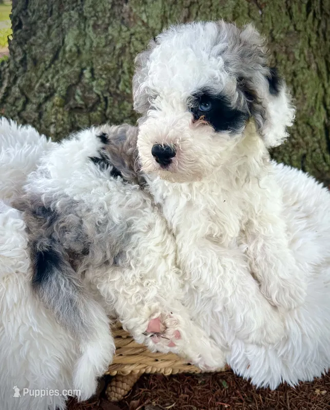 Blue  – Miniature Bernedoodle puppy for sale in Parma, MI