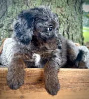 Blue, a female Miniature Bernedoodle for sale in Parma, MI – 2 of 3