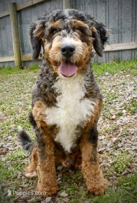 Cooper Stud – Miniature Bernedoodle puppy for sale in Parma, MI