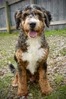 Cooper Stud, a male Miniature Bernedoodle for sale in Parma, MI – 1 of 6