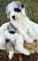 Blue , a female Miniature Bernedoodle for sale in Parma, MI – 4 of 6