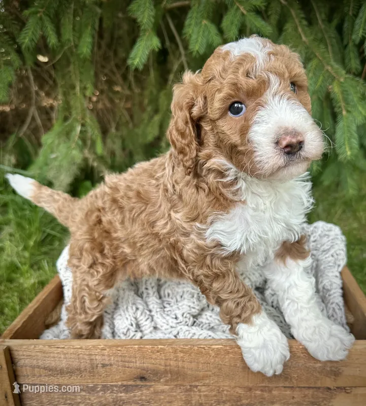Red – Miniature Bernedoodle puppy for sale in Parma, MI