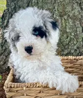 Blue , a female Miniature Bernedoodle for sale in Parma, MI – 2 of 6