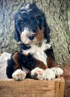 Cooper Stud, a male Miniature Bernedoodle for sale in Parma, MI – 6 of 6
