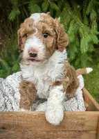 Red, a male Miniature Bernedoodle for sale in Parma, MI – 3 of 4