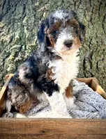Cooper Stud, a male Miniature Bernedoodle for sale in Parma, MI – 4 of 6