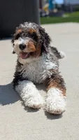 Cooper Stud, a male Miniature Bernedoodle for sale in Parma, MI – 2 of 6