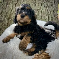 Pink , a female Miniature Bernedoodle for sale in Parma, MI – 2 of 4