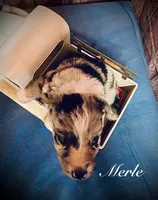 Merle, a male Border Collie for sale in Cleveland, NC – 4 of 4