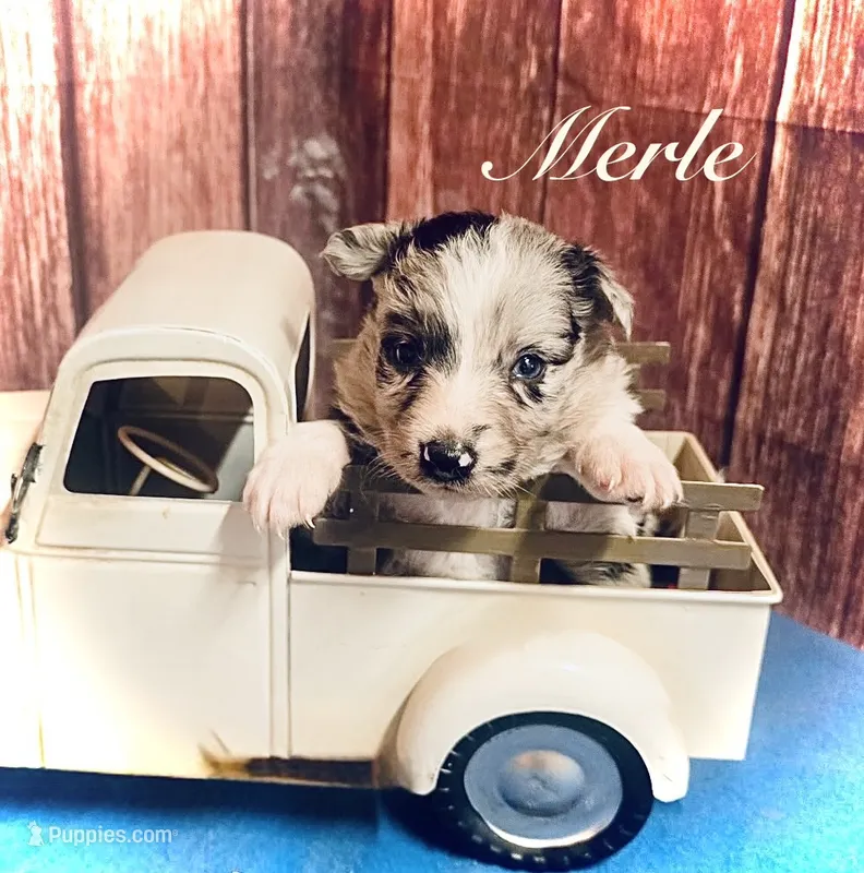 Merle – Border Collie puppy for sale in Cleveland, NC