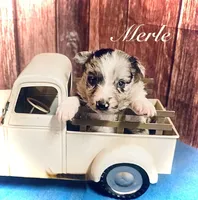 Merle, a male Border Collie for sale in Cleveland, NC – 1 of 4