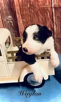 Waylon, a male Border Collie for sale in Cleveland, NC – 1 of 4