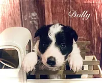 Dolly, a female Border Collie for sale in Cleveland, NC – 1 of 4