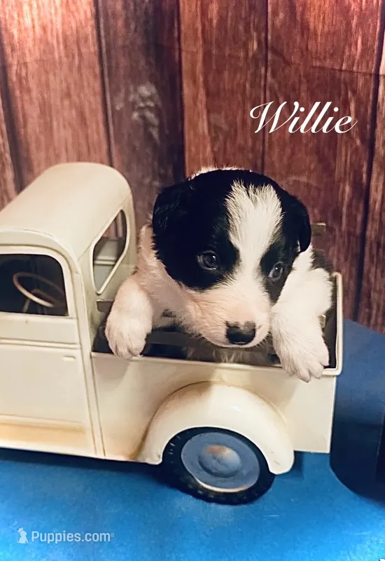 Willie – Border Collie puppy for sale in Cleveland, NC