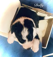 Dolly, a female Border Collie for sale in Cleveland, NC – 2 of 4