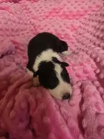 Dolly, a female Border Collie for sale in Cleveland, NC – 4 of 4