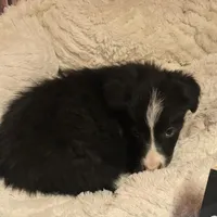 Simon, a male Border Collie for sale in Cleveland, NC – Photo 3 of 4