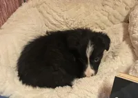 Simon, a male Border Collie for sale in Cleveland, NC – Photo 3 of 4