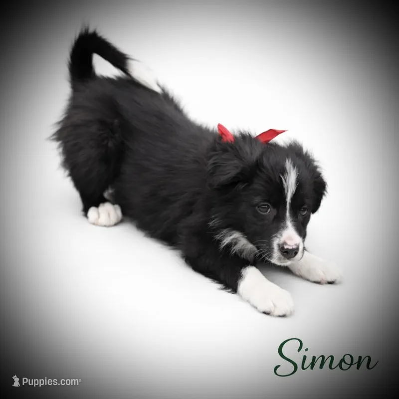 Simon