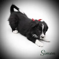 Simon, a male Border Collie for sale in Cleveland, NC – Photo 1 of 4