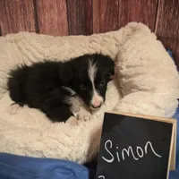 Simon, a male Border Collie for sale in Cleveland, NC – Photo 2 of 4
