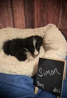 Simon, a male Border Collie for sale in Cleveland, NC – Photo 2 of 4