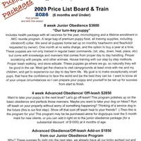 Simon, a male Border Collie for sale in Cleveland, NC – Photo 4 of 4