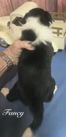 Fancy, a female Border Collie for sale in Cleveland, NC – 2 of 4