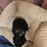 Benedict, a male Border Collie for sale in Cleveland, NC – Photo 3 of 4