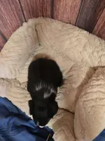 Benedict, a male Border Collie for sale in Cleveland, NC – Photo 3 of 4