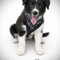 Benedict, a male Border Collie for sale in Cleveland, NC – Photo 1 of 4