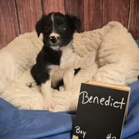Benedict, a male Border Collie for sale in Cleveland, NC – Photo 2 of 4