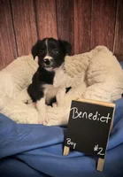 Benedict, a male Border Collie for sale in Cleveland, NC – Photo 2 of 4